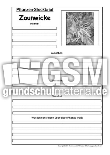 Pflanzensteckbrief-Zaunwicke-SW.pdf